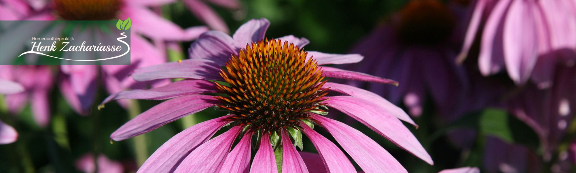 echinacea